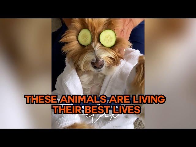 These Animals Are Living Their Best Lives!  #compilation | PAWSOME PETS