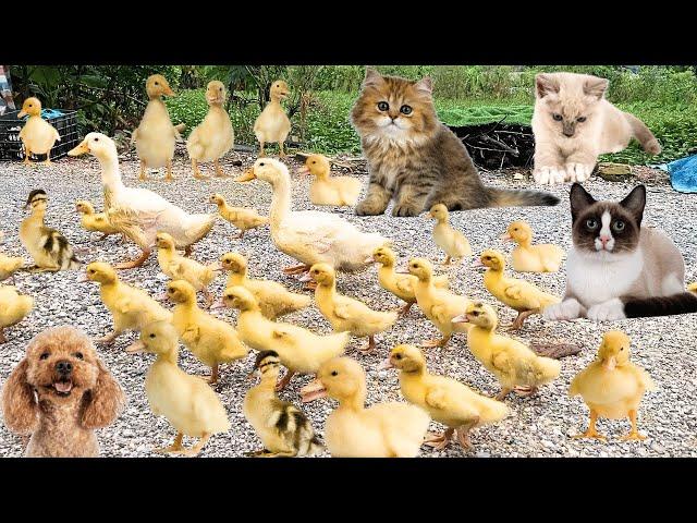 Mother duck, ducklings, kittens go out together, funny moment