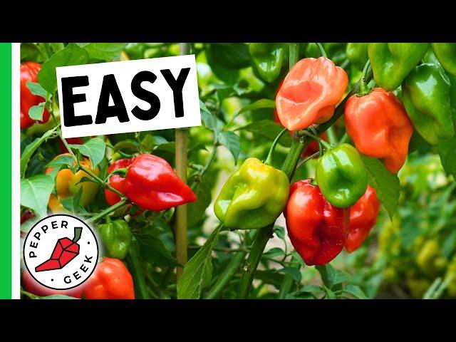 5 EASY Peppers To Grow For Beginners
