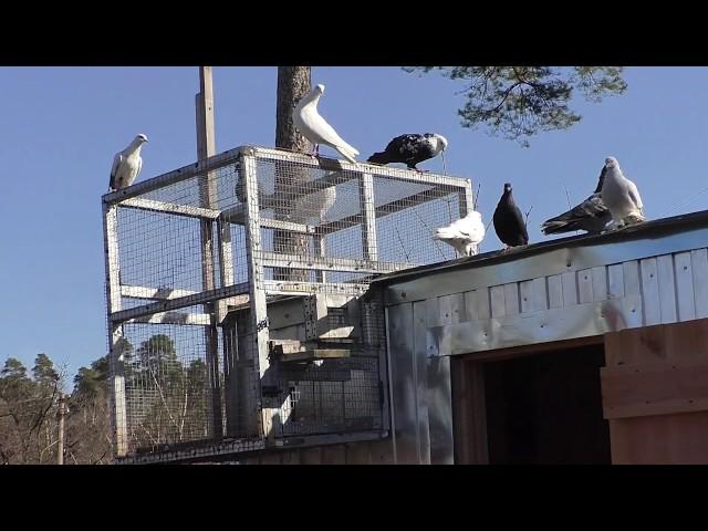 ОБРАЩЕНИЕ К ЗРИТЕЛЯМ КАНАЛА   МИР БОЙНЫХ ГОЛУБЕЙ !!!   #pigeons#