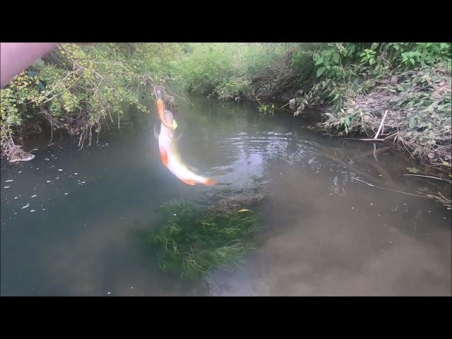 RIVER EREWASH LURE FISHING