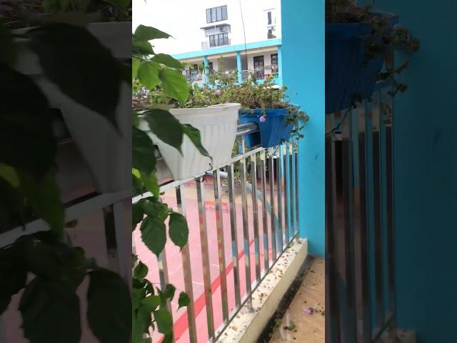 Dãy 300 cây ngũ sắc nhiễm bệnh #canhphong #trunquecanhphong #trangtraicanhphong #nongdan2k7