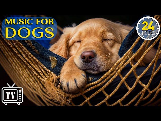 24 Hours of Calming Music for Dogs with Anxiety: Soothing Lullabies for Anxious and Stressed Dogs!