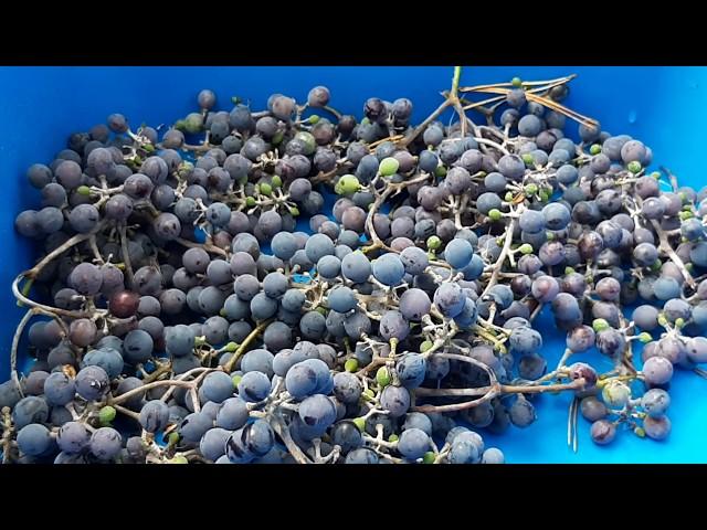 АМУРСКИЙ ВИНОГРАД vitis amurensis КУПИТЬ в ленивый сад! ОПИСАНИЕ ,ОТЗЫВ  В ПОДМОСКОВЬЕ.