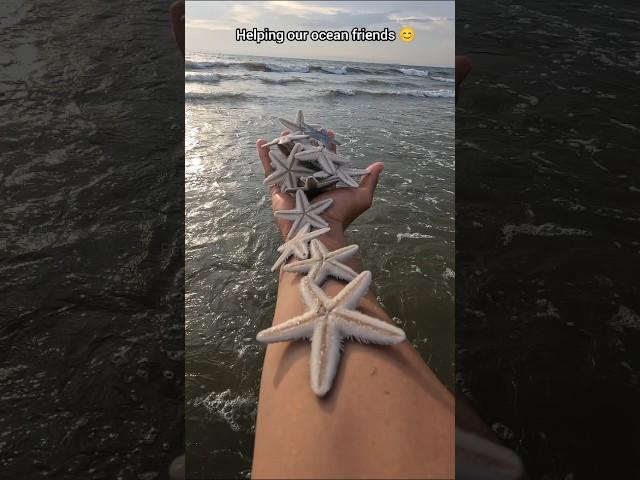 Just in time: Saving starfish from drying out 