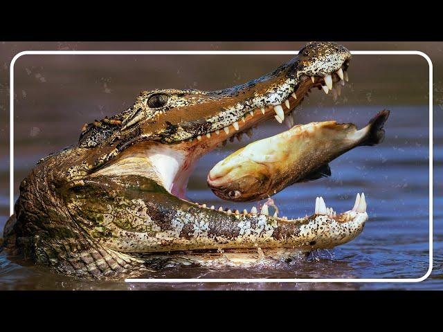 Caiman: The Deadly Hunters Of Guyana | Alligator Documentary | The Reptile Room