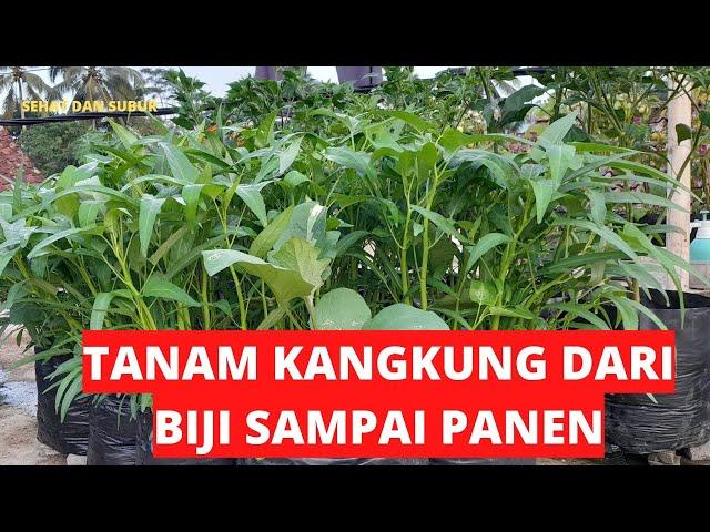 Tanam Kangkung Di Polybag‼️#kangkung  #tanamkangkung