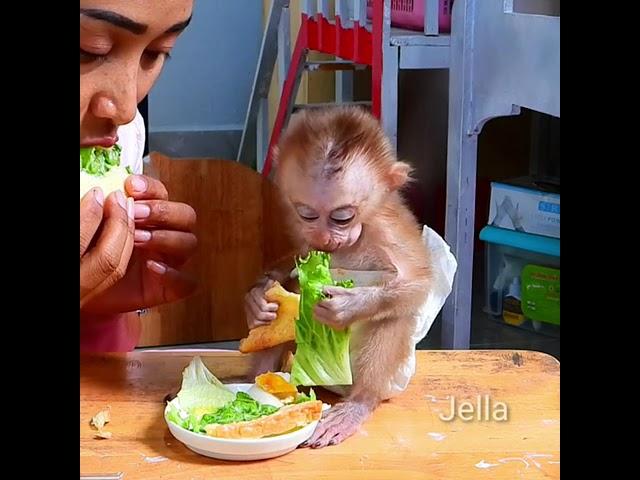 Poor baby monkey very hungry and eating many food