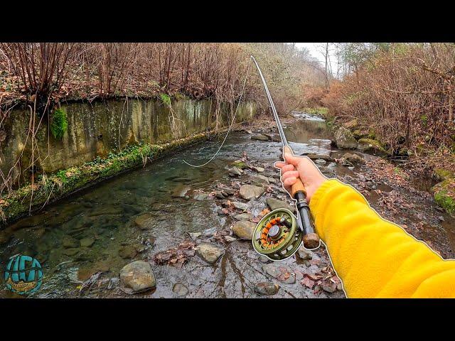 Fly Fishing 4 CRAZY Creeks in 1 Afternoon!! (Trout Fishing)