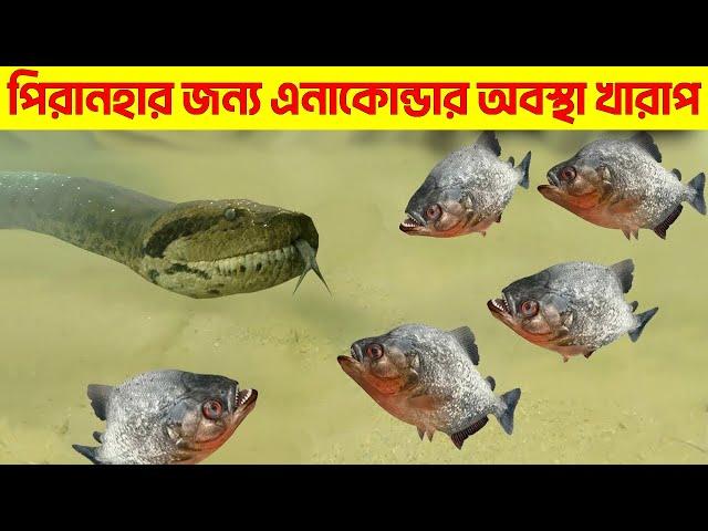 পিরানহা মাছ আনাকোন্ডা কে উচিত শিক্ষা দিলো | Dangerous animal life in Amazon rainforest