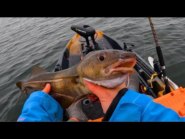 The Cod Are Back! Kayak Fishing Rhode Island 2024