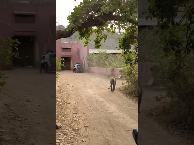 Tiger Came Near at Jogi Mahal Gate #Shorts #youtubeshorts