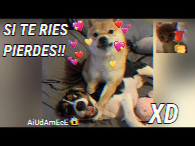 LOS MEJORES VÍDEOS GRACIOSOS!!  - si te RÍES PIERDES XD!! 