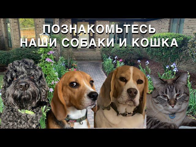 ПОЗНАКОМЬТЕСЬ С НАШИМИ СОБАКАМИ И КОШКОЙ, КАК ЖИВУТ НАШИ ПИТОМЦЫ В США, СКОЛЬКО ОБХОДИТСЯ СОДЕРЖАНИЕ