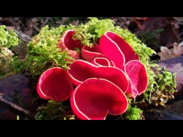 Scarlet elf cup mushroom #uk #wildfood #science #facts #plants #fungus #youtube #fyp #learning