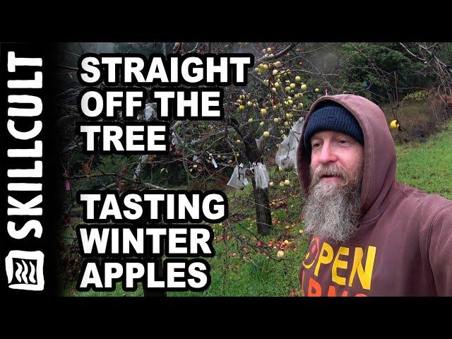Still on The Trees in January, Awesomeness of Late Hanging Apples