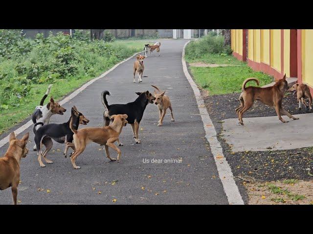 Street dog fight||Dog fighting||Dangerous Dog barking and fighting||