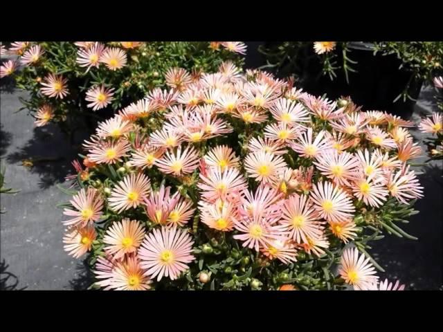 Best Garden Perennials, Delosperma Mesa Verde™ (Ice Plant)