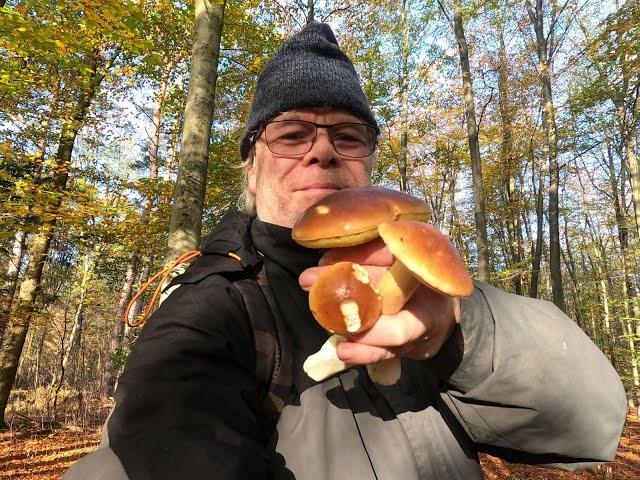 Steinpilze sammeln / der neue Steinpilz Wald mit sehr schönen Steinpilzen am 04.November