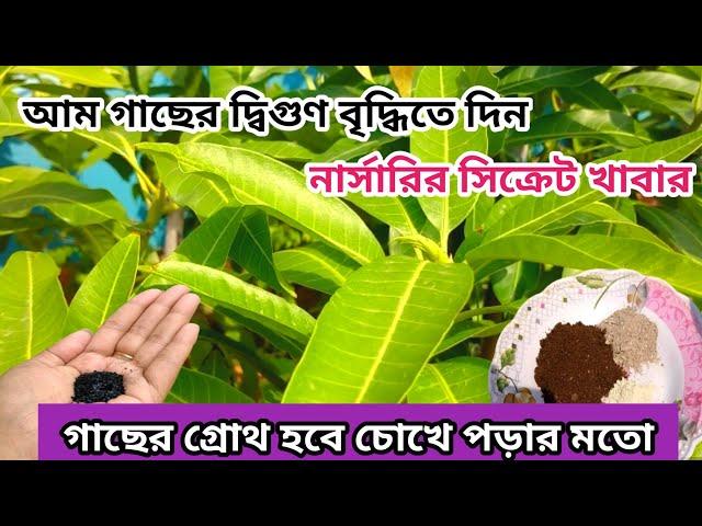 আম গাছে পাবেন প্রচুর শাখা ১বার দিন এই সিক্রেট খাবার mango plant care in pot @greenfriends8901