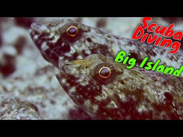 Big Island Scuba Diving in Kona | Kona Honu Divers