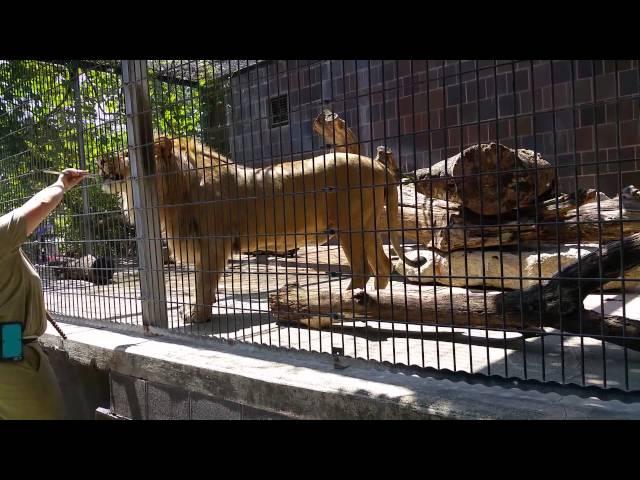 Male Lion training at Omaha zoo