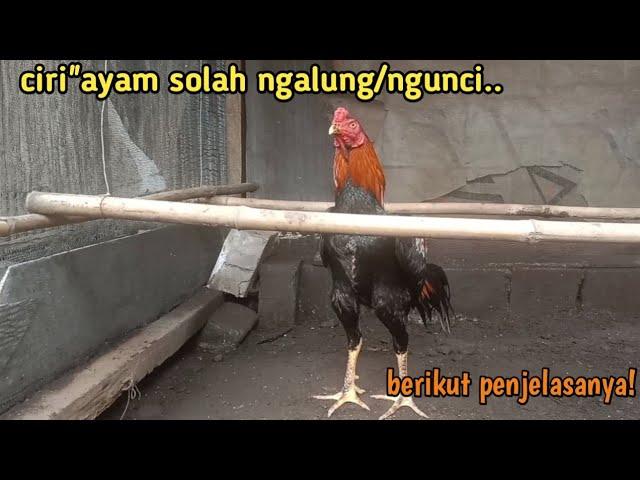 ciri ciri ayam solah ngalung atau ngunci mborgol