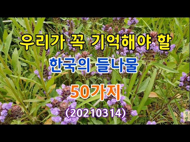 #우리가 꼭 기억해야 할 한국의 들나물 50가지(반복해서 보시고 들에 나가셔서 비교/확인해 보시면 많은 도움이 되실 거예요) 20210314