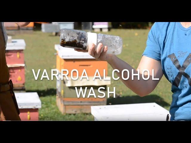 Varroa Alcohol Wash