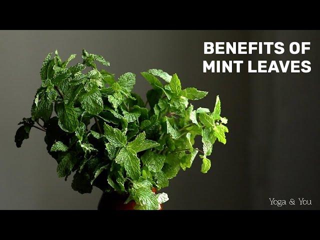 Health Benefits of Mint leaves | Boost Digestion Naturally | Mint for Bad Breath | Power of Mint |