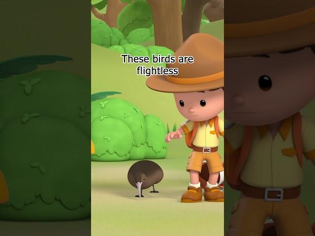 Don't Mistake this Kiwi Bird for the Fruit!  | Leo the Wildlife Ranger | #shorts #education #kids