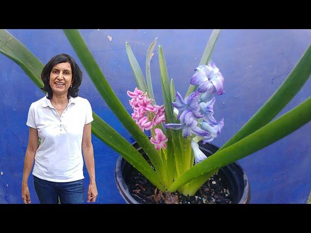 Don't toss away your Hyacinths after the holiday season - part 2 with results