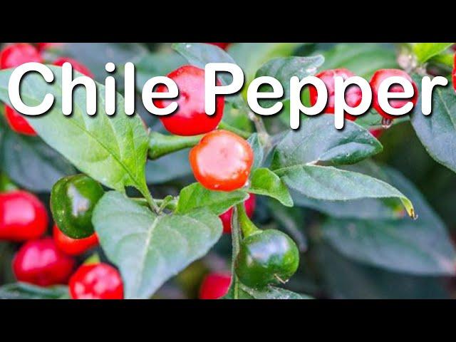 Chile Peppers - Capsicum Breeding and Genetics