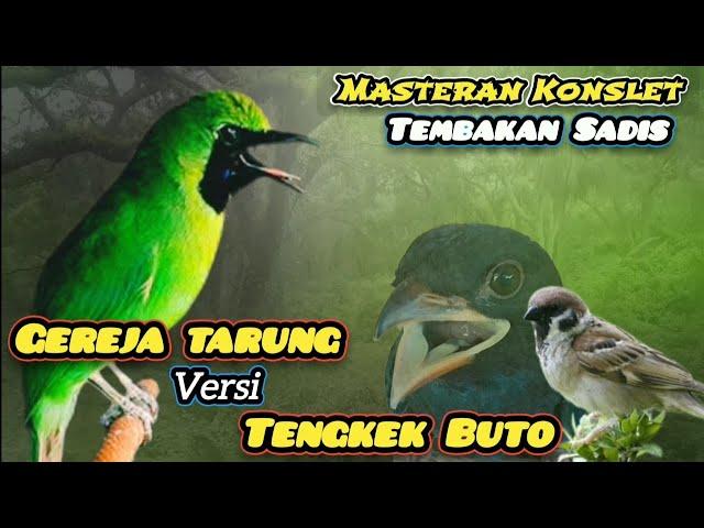 Masteran Cucak ijo juara‼️Full tembakan pedas Gereja tarung MIX Tengkek Buto