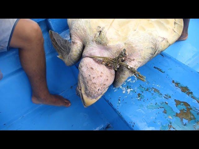 Sea Turtle Entangled in Ghost Net Rescued