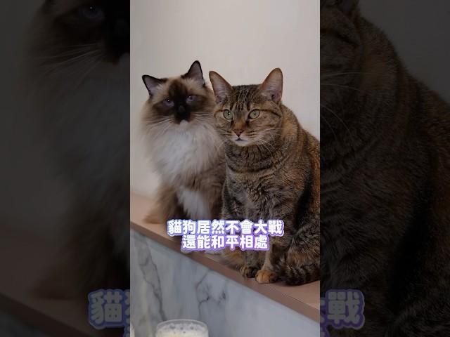讓你一次擁有20隻貓貓狗狗！我最喜歡的台南寵物友善咖啡廳餐點也很不錯很好吃！ #台南 #美食 #台南美食 #魔法咪嚕寵物咖啡館