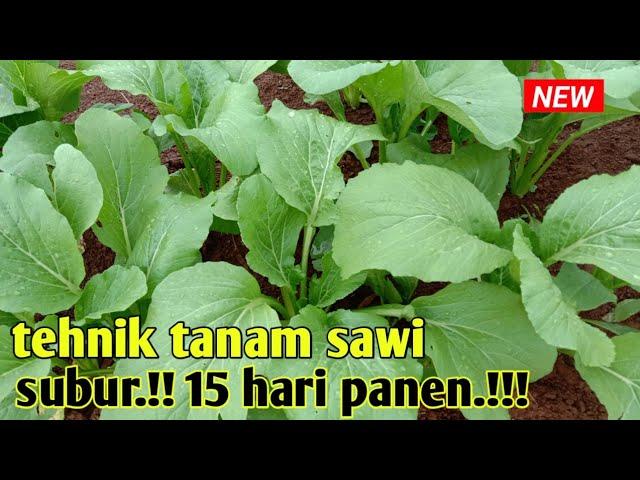 RAHASIA MENANAM SAWI 15 HARI PANEN Dan SUBUR || pertanian part 2