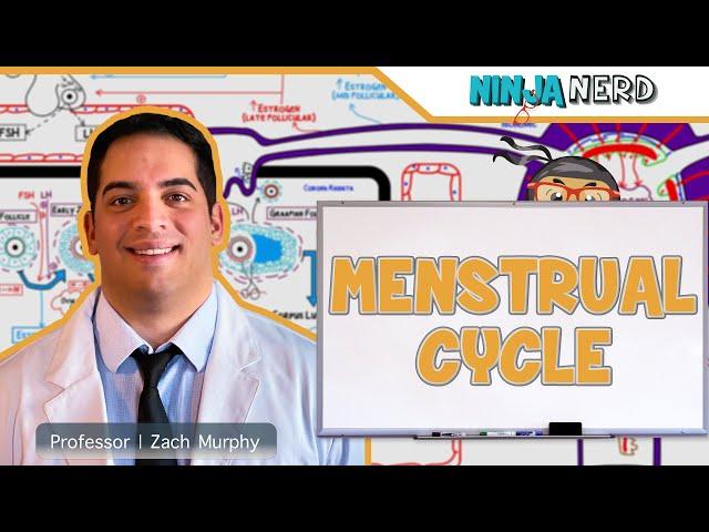 Female Reproductive Cycle | Menstrual Cycle