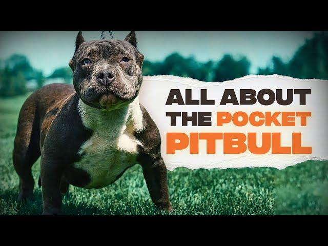 Pocket Pitbull: Everything You Need To Know