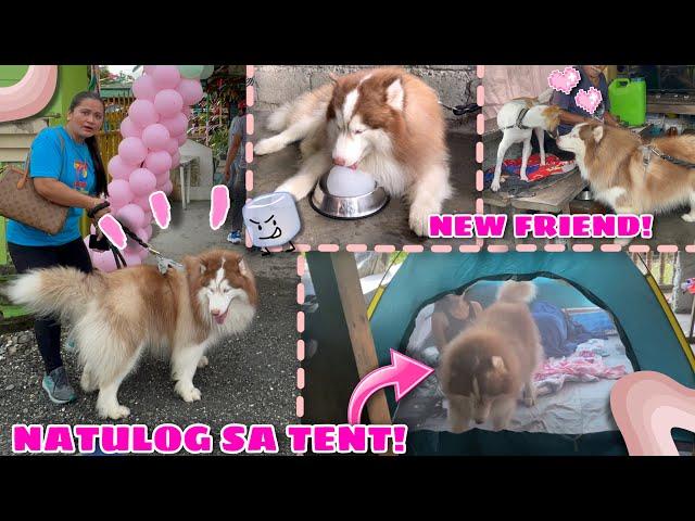 Hercules Attended An Event In MINDORO! | 3 DAYS SA TENT! | Husky Pack TV