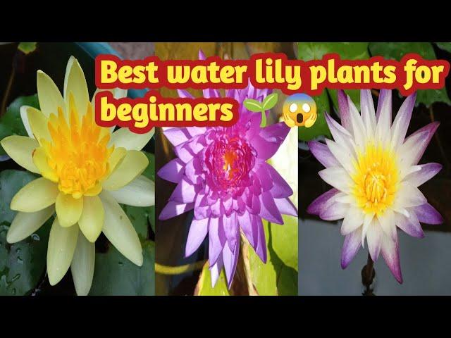 Best water lily plants for beginners 