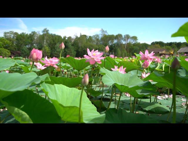 Thiên nhiên tươi đẹp I Hoa sen đầm sen đẹp mê hồn lotus flower