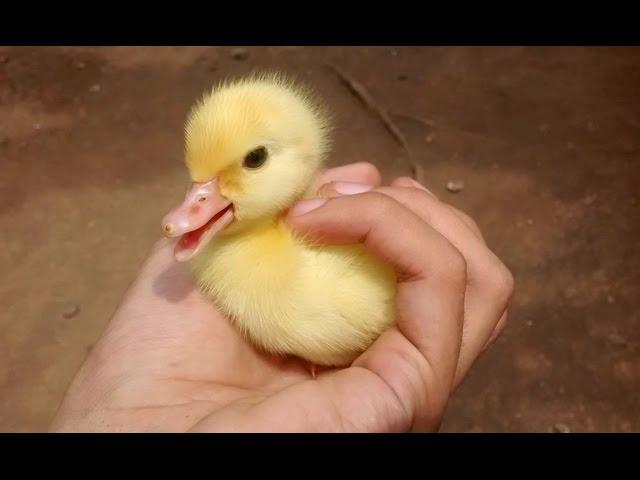 Cute Duckling - A Funny Duck Videos Compilation || NEW HD