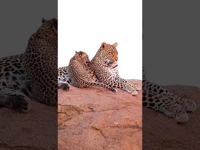 African Leopard Animal