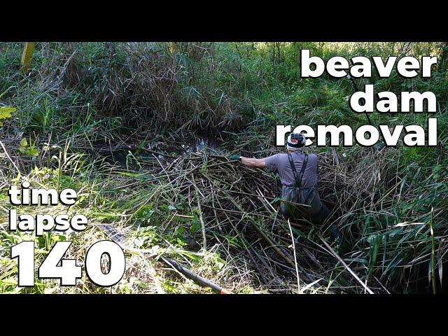 Manual Beaver Dam Removal No.140 - Time-Lapse Version