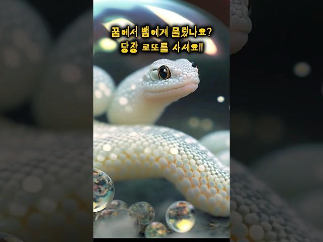 뱀꿈에 대한 해몽 #꿈해몽 #해몽 #꿈 #뱀꿈 #