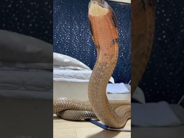 우리나라에서 가장 큰 코브라. 손으로 때렸더니