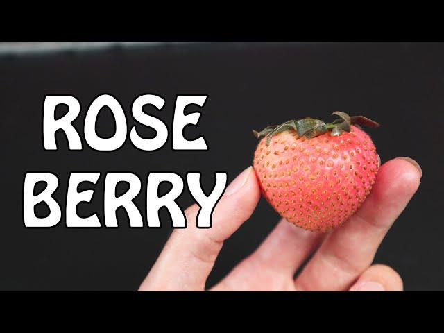 ROSE BERRY: Pink Strawberry Taste Test - Weird Fruit Explorer Ep 391