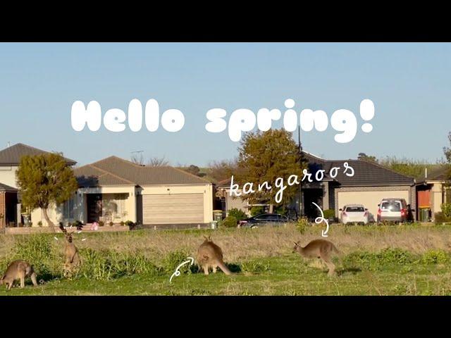 Wild Kangaroos in Spring