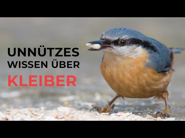 Unnützes Wissen über Kleiber